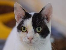 JERRY, Katze, Europäisch Kurzhaar in Ungarn