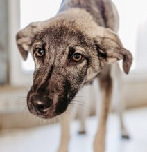 GLENNIE, Hund, Mischlingshund in Rumänien
