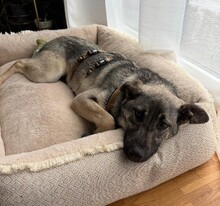 GLENNIE, Hund, Mischlingshund in Hamburg