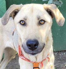 ANKE, Hund, Mischlingshund in Rumänien