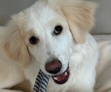 KIKI, Hund, Mischlingshund in Deggendorf