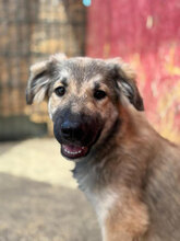 ALFI, Hund, Mischlingshund in Rumänien