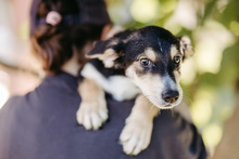 ISY, Hund, Mischlingshund in Rumänien