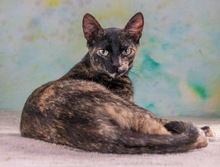 ESPERANCA, Katze, Hauskatze in Dortmund