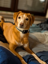 NALA, Hund, Mischlingshund in Hagen