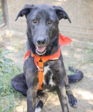 ANASTASIA, Hund, Mischlingshund in Rumänien