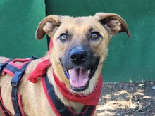 AMANI, Hund, Mischlingshund in Rumänien