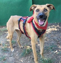 AMANI, Hund, Mischlingshund in Nürnberg