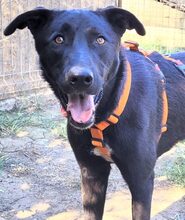 AUGUSTA, Hund, Mischlingshund in Rumänien