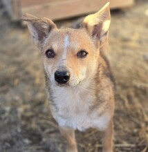 IRA, Hund, Mischlingshund in Rumänien