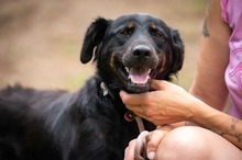 MISSMARPLE, Hund, Deutscher Schäferhund-Berner Sennenhund-Mix in Ungarn