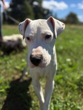 BENJI, Hund, Dogo Argentino in Rumänien