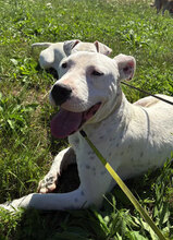 BRAVO, Hund, Dogo Argentino in Rumänien