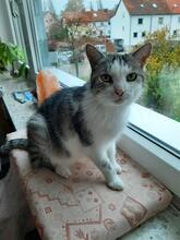PENNY, Katze, Europäisch Kurzhaar in Langenhagen
