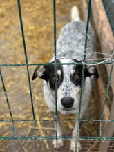 ATARI, Hund, Mischlingshund in Rumänien
