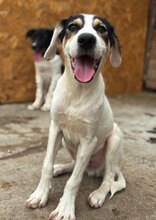 KODA, Hund, Mischlingshund in Rumänien