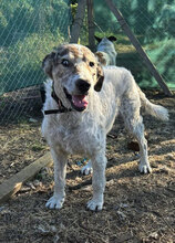 HERBERT, Hund, Mischlingshund in Rumänien