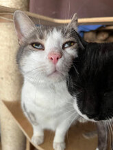 BASTA, Katze, Hauskatze in Rumänien