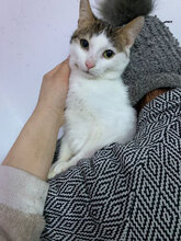GINGER, Katze, Europäisch Kurzhaar in Rumänien