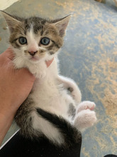 BERT, Katze, Europäisch Kurzhaar in Rumänien