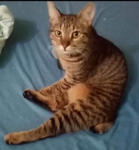 PISA, Katze, Europäisch Kurzhaar in Rumänien