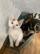 MOMO, Katze, Europäisch Kurzhaar in Rumänien