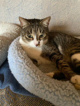 SAMMI, Katze, Europäisch Kurzhaar in Rumänien