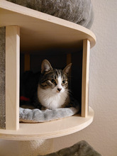 SCOOBY, Katze, Europäisch Kurzhaar in Garbsen