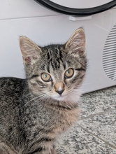 SAPHIE, Katze, Europäisch Kurzhaar in Gelnhausen