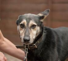 SHENA, Hund, Mischlingshund in Ukraine