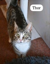 THOR, Katze, Europäisch Kurzhaar in Kerpen