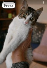 FREYA, Katze, Europäisch Kurzhaar in Kerpen