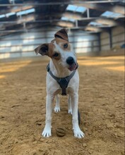 JULEWHITE, Hund, Mischlingshund in Kerpen