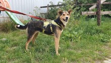 LISA, Hund, Mischlingshund in Kerpen