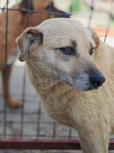 DARIA, Hund, Mischlingshund in Rumänien