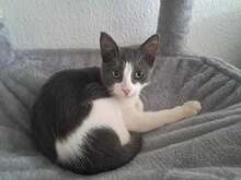 PANTAU, Katze, Europäisch Kurzhaar in Hannover