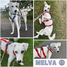 MELVA, Hund, Mischlingshund in Wermelskirchen