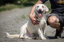 WILLIAM, Hund, Labrador-Mix in Ungarn