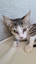 KOKUS, Katze, Europäisch Kurzhaar in Hannover