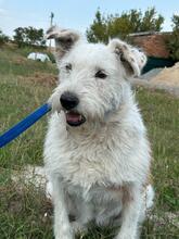 UMKA, Hund, Drahthaar Foxterrier-Mix in Ukraine