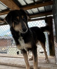 MAXI, Hund, Mischlingshund in Rumänien