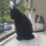 TOM, Katze, Europäisch Kurzhaar in Berlin