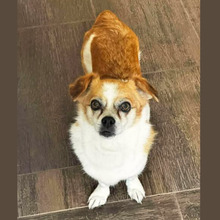 LOTTI, Hund, Mischlingshund in Berg