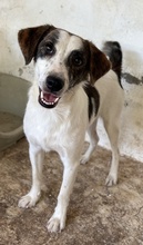 BLESSO, Hund, Mischlingshund in Griechenland