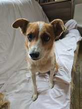 HEIDI, Hund, Mischlingshund in Uetersen