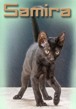 SAMIRA, Katze, Hauskatze in Portugal