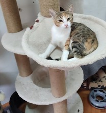 HANA, Katze, Hauskatze in München