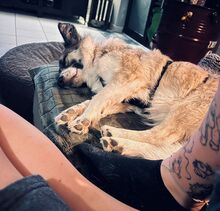 LARISSA, Hund, Mischling in Mülheim