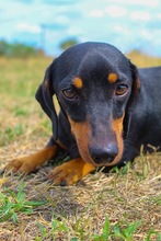 BUTTERCUP, Hund, Dackel in Seelze