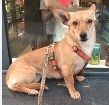 LEIA, Hund, Mischlingshund in Rumänien